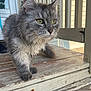 animal, cat, close_up, closeup, curious, daylight, domestic_cat, feline, fluffy_fur, green_eyes, grey_cat, natural_light, outdoor, pet, porch, soft_focus, texture, walking, whiskers, wooden_steps
