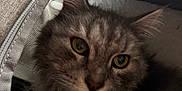 Taylor Janis is registered to the contest to win money with this photo: cat, tabby, gray_cat, pet, animal, feline, fur, whiskers, yellow_eyes, closeup, indoor, cozy, fabric, zipper, curious, cute, portrait, soft_lighting, domestic_cat, face