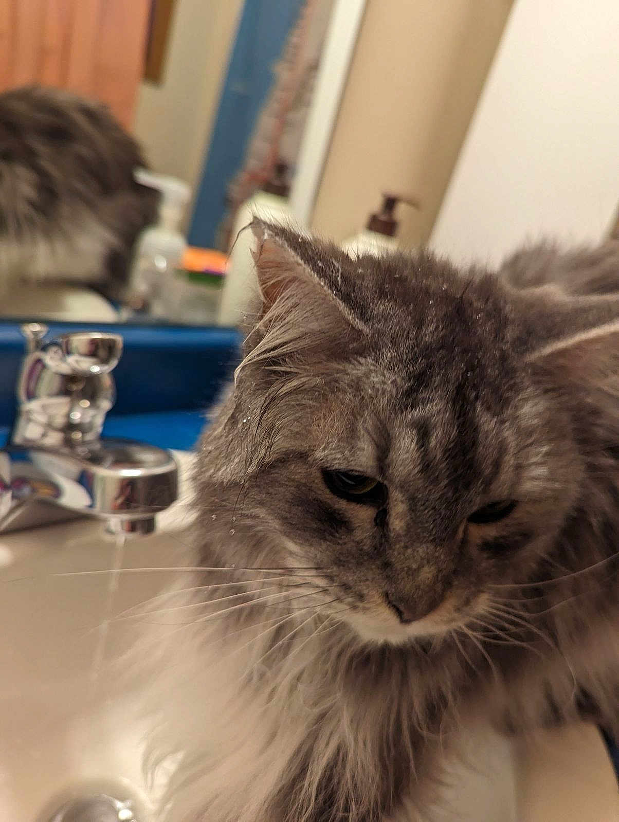 Taylor joined the competition — help win amazing prizes! cat, close_up, sink, faucet, bathroom, reflection, mirror, whiskers, fluffy, grey_cat, pet, portrait, indoor, water_droplets, grooming, countertop, blurred_background, domestic, feline, longhair