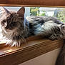 Taylor is registered to the contest to win money with this photo: cat, feline, longhair_cat, fluffy, gray_cat, windowsill, window_screen, sunlight, indoor, pet, lounging, closeup, portrait, fur, whiskers, sleepy, wooden_trim, home_interior, natural_light, paws