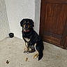 Sultan a rejoint le concours — aidez-le/la à gagner de superbes lots ! dog, black_dog, tan_markings, red_collar, sitting, concrete_floor, wooden_door, white_wall, pet, animal, canine, outdoor, calm, portrait, looking_at_camera, domestic_animal, resting, quiet, medium_sized_dog, corner