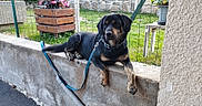 Sultan a rejoint le concours — aidez-le/la à gagner de superbes lots ! dog, leash, concrete, garden, flowers, greenery, fence, outdoor, pet, animal, resting, black, brown, grass, potted_plants, wall, summer, daylight, nature, calm