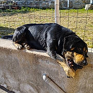 Sultan a rejoint le concours — aidez-le/la à gagner de superbes lots ! dog, black_dog, outdoor, sunlight, concrete_wall, fence, grass, chewing, pet, animal, yard, relaxed, canine, resting, daylight, nature, paws, snout, fur, playful