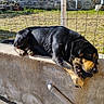dog, black_dog, outdoor, sunlight, concrete_wall, fence, grass, chewing, pet, animal, yard, relaxed, canine, resting, daylight, nature, paws, snout, fur, playful