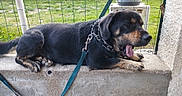 Sultan participe au concours pour gagner de l'argent avec cette photo : animal, black_and_tan, canine, chain_collar, collar, concrete, daylight, dog, fence, grass, leash, outdoor, pet, potted_plant, relaxed, resting, side_view, stone_wall, yard, yawning