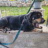 dog, black_and_tan, leash, collar, concrete, fence, grass, potted_plant, outdoor, yard, stone_wall, yawning, resting, pet, animal, canine, side_view, daylight, relaxed, chain_collar
