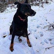 Praline participe au concours pour gagner de l'argent avec cette photo : beauceron, canidae, carnivore, dog, dog_breed, guard_dog, hunting_dog, lancashire_heeler, lapponian_herder, mammal, snow, sporting_group, vertebrate, winter, working_dog