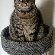 Blaze is registered to the contest to win money with this photo: cat, tabby, pet, animal, indoor, feline, collar, bell, carpeted_cat_tree, perched, curious, whiskers, ears, sitting, looking, gray, cute, domestic_cat, furniture, playful