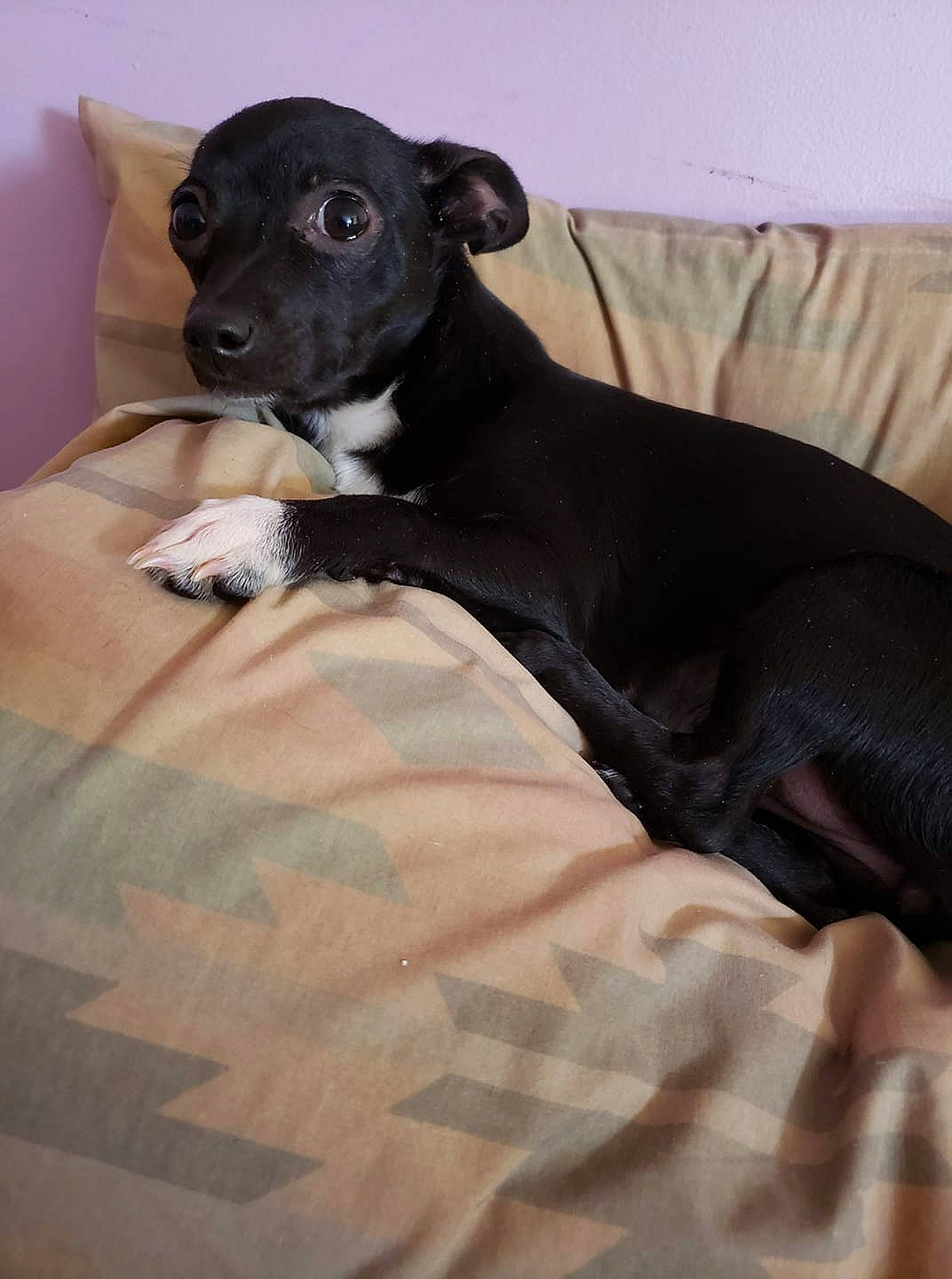 Violet is registered to the contest to win money with this photo: borador, canidae, carnivore, companion_dog, dog, dog_breed, italian_greyhound, lurcher, mammal, non_sporting_group, patterdale_terrier, puppy, snout, toy_dog, vertebrate, whippet