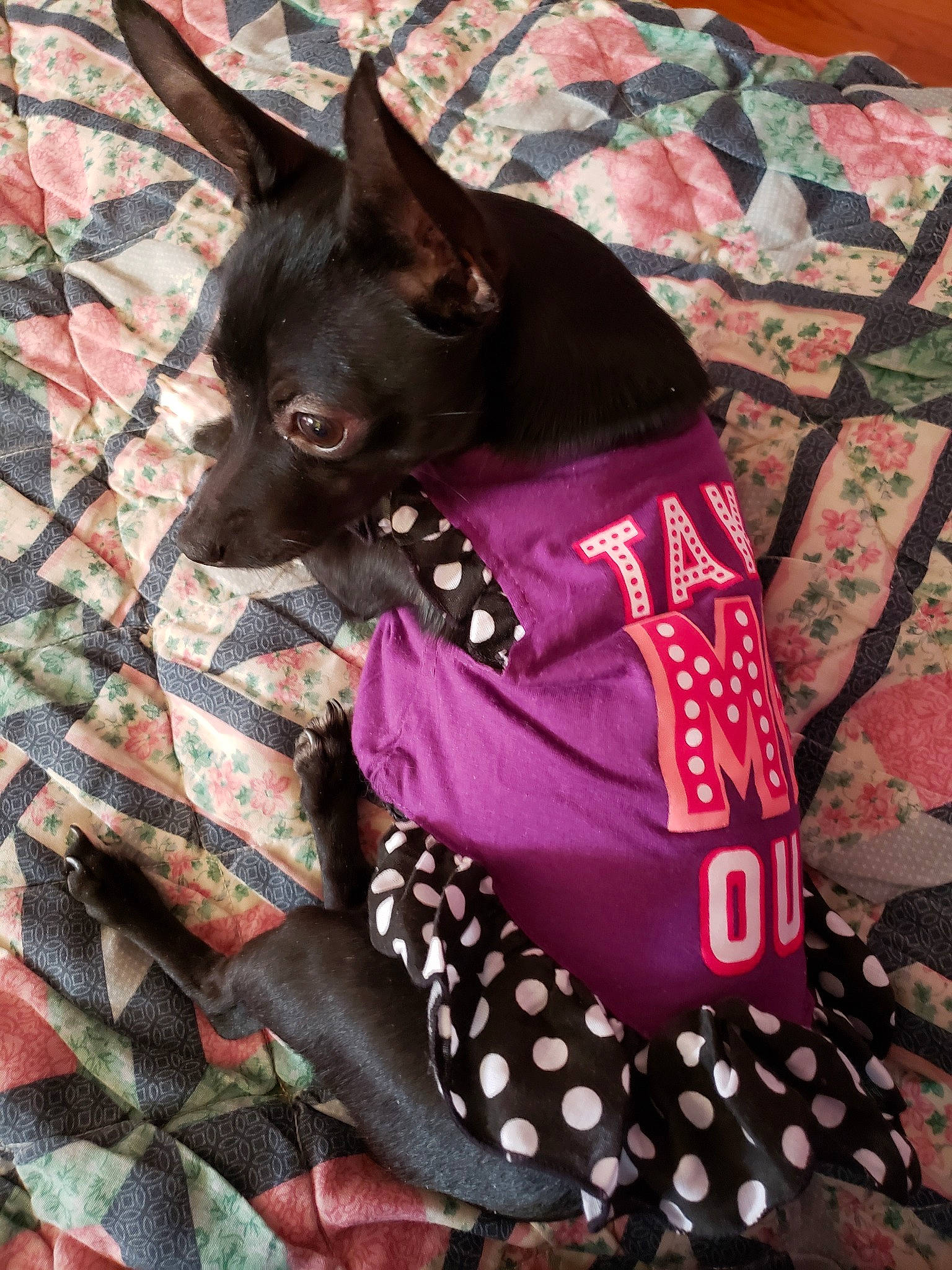 Violet joined the competition — help win amazing prizes! american_hairless_terrier, australian_kelpie, canidae, carnivore, design, dog, dog_breed, dog_clothes, pattern, schipperke