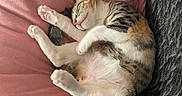 Diva participe au concours pour gagner de l'argent avec cette photo : cat, sleeping, tabby, pet, fur, pink_blanket, cozy, indoor, relaxation, cute, animal, resting, paws, whiskers, soft_texture, comfort, domestic_cat, nap, peaceful, feline