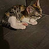 Diva a rejoint le concours — aidez-le/la à gagner de superbes lots ! animal, cat, couch, cozy, cute, domestic, feline, fur, indoor, kitten, pet, pink_paws, quiet, relaxed, resting, sleeping, small, tabby, whiskers, young