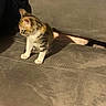 animal, carpet, cat, couch, cozy, curious, fabric, feline, floor, fur, home, indoor, kitten, light, pet, seated, shadow, small, whiskers, young