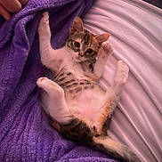 Diva participe au concours pour gagner de l'argent avec cette photo : animal, bed_sheet, cat, cozy, cute, feline, fur, hand, indoor, kitten, paw, pet, playful, purple_blanket, relaxed, resting, sleeping_area, tabby, white_paws, young