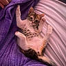 animal, bed_sheet, cat, cozy, cute, feline, fur, hand, indoor, kitten, paw, pet, playful, purple_blanket, relaxed, resting, sleeping_area, tabby, white_paws, young