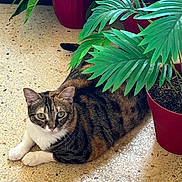 Diva a rejoint le concours — aidez-le/la à gagner de superbes lots ! animal, calm, cat, cute, domestic, eye_contact, floor, fur, green_leaves, home, indoor, laying_down, leafy, nature, pet, potted_plant, red_pot, relaxed, tabby_cat, whiskers