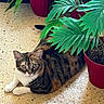 animal, calm, cat, cute, domestic, eye_contact, floor, fur, green_leaves, home, indoor, laying_down, leafy, nature, pet, potted_plant, red_pot, relaxed, tabby_cat, whiskers