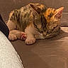 animal, cat, closeup, cozy, cute, feline, fur, indoor, kitten, orange, paw, peaceful, pet, relax, resting, sleeping, small, soft, tabby, white