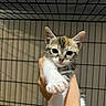 Diva participe au concours pour gagner de l'argent avec cette photo : kitten, cat, pet, paw, hand, cage, feline, cute, animal, fur, whiskers, ears, indoor, closeup, domestic, young, adorable, mammal, looking, reaching