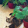 Diva participe au concours pour gagner de l'argent avec cette photo : animal, calm, cat, curious, domestic, ears, eyes, floor, fur, green_leaves, indoor, looking, nature, pet, plant, potted_plant, red_pot, relaxing, tabby_cat, whiskers