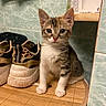animal_portrait, bamboo_mat, cat, close_up, curious, cute, domestic_animal, ears, floor, fur, indoor, kitten, paws, pet, shoes, small_animal, sneakers, tile_wall, whiskers, young_cat
