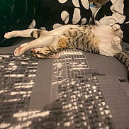 Diva a rejoint le concours — aidez-le/la à gagner de superbes lots ! cat, animal, pet, feline, sleeping, relaxed, stretched_out, bed, blanket, pattern, striped, tabby, indoor, cozy, paws, whiskers, fur, resting, cute, domestic