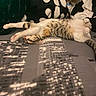 Diva a rejoint le concours — aidez-le/la à gagner de superbes lots ! animal, bed, blanket, cat, cozy, cute, domestic, feline, fur, indoor, pattern, paws, pet, relaxed, resting, sleeping, stretched_out, striped, tabby, whiskers