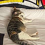 Diva a rejoint le concours — aidez-le/la à gagner de superbes lots ! cat, tabby, sleeping, bed, pillow, white_bed_sheet, indoor, resting, pet, animal, fur, tail, cozy, domestic_cat, striped, cute, relaxed, home, comfort, nap