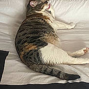 Diva a rejoint le concours — aidez-le/la à gagner de superbes lots ! cat, tabby, pet, animal, bed, comforter, white, black, striped, paw, licking, relaxed, feline, indoor, fur, tail, cute, domestic, resting, cozy