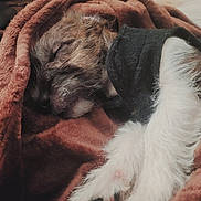 Deniro joined the competition — help win amazing prizes! animal, black_clothing, blanket, brown, closeup, cozy, cute, dog, fur, indoors, napping, paw, pet, puppy, relaxed, resting, sleeping, soft, warm, white_fur