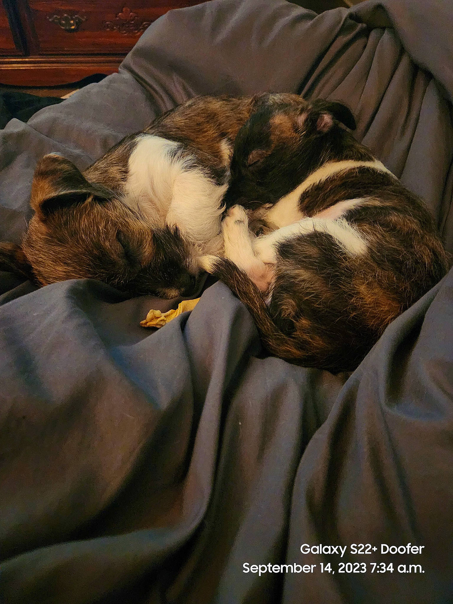 Nova is registered to the contest to win money with this photo: bed, bedding, carnivore, cat, cloud, comfort, companion_dog, dog_breed, domestic_short_haired_cat, duvet, fawn, felidae, fur, linens, small_to_medium_sized_cats, tail, terrestrial_animal, textile, whiskers, wood