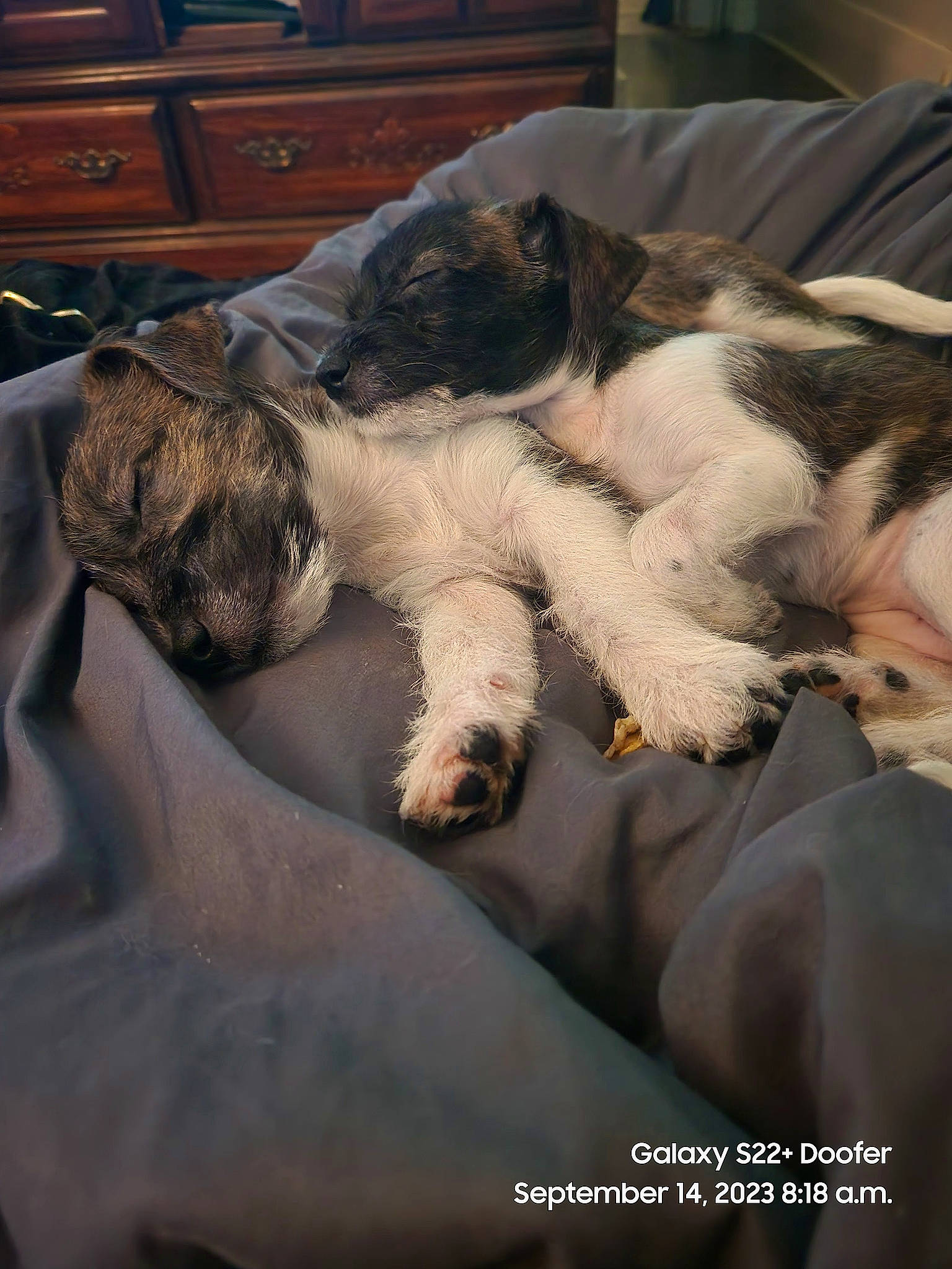 Nova is registered to the contest to win money with this photo: cabinetry, carnivore, chest, chest_of_drawers, cloud, comfort, companion_dog, dog, dog_breed, drawer, felidae, fur, hardwood, paw, small_to_medium_sized_cats, snout, tail, toy_dog, whiskers, wood