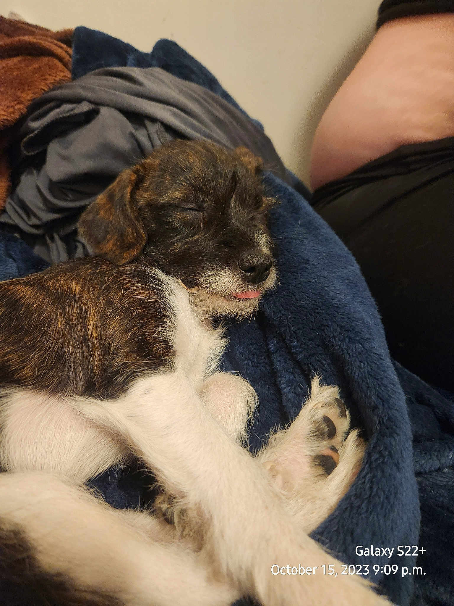 Nova