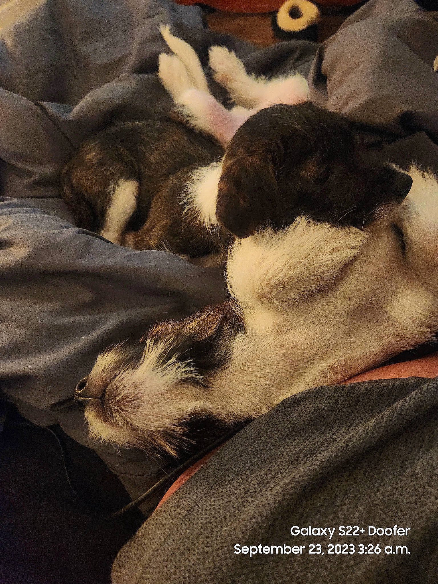 Nova is registered to the contest to win money with this photo: boston_terrier, canidae, carnivore, cloud, comfort, companion_dog, dog, dog_breed, fawn, felidae, fur, linens, paw, sky, small_to_medium_sized_cats, snout, sporting_group, tail, tints_and_shades, whiskers