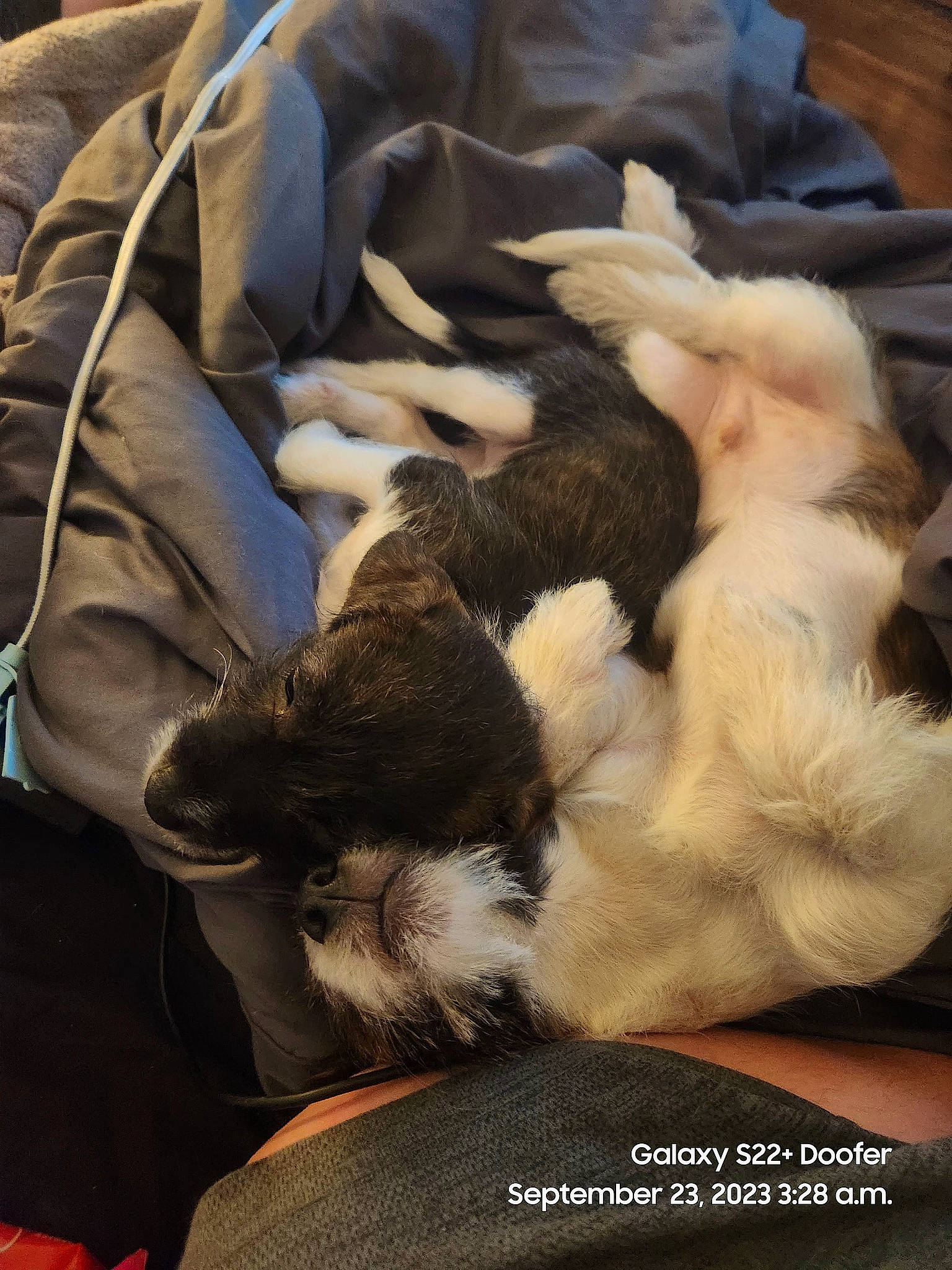 Nova joined the competition — help win amazing prizes! blanket, canidae, carnivore, comfort, companion_dog, dog, dog_breed, duvet, felidae, fur, human_leg, linens, nap, non_sporting_group, puppy, sleep, small_to_medium_sized_cats, sporting_group, tail, working_animal