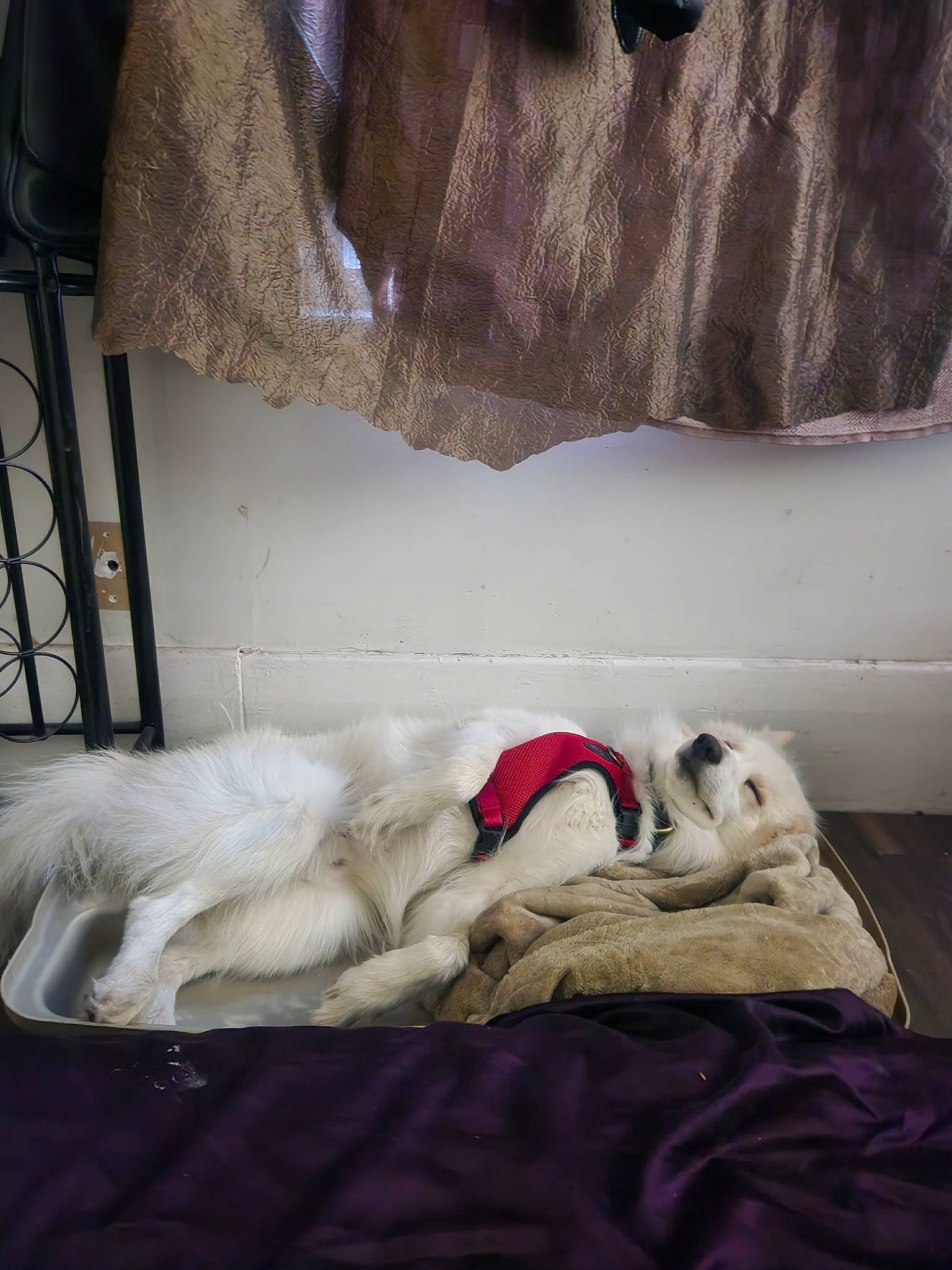 Marlo is registered to the contest to win money with this photo: bedding, bedtime, canidae, carnivore, comfort, companion_dog, dog, dog_breed, fawn, felidae, flooring, fur, grey, linens, room, small_to_medium_sized_cats, snout, sporting_group, textile, wood