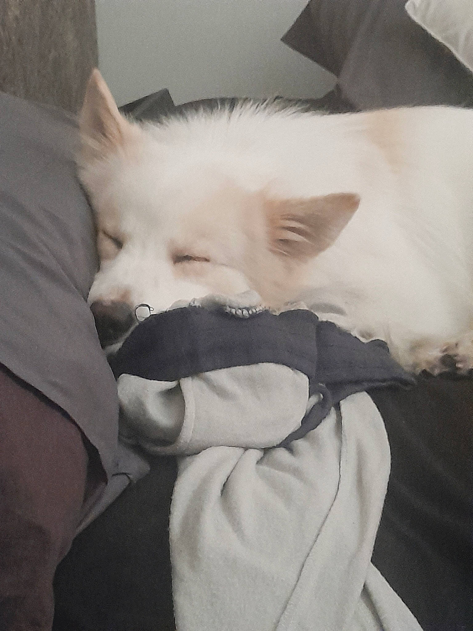 Marlo joined the competition — help win amazing prizes! bedding, canidae, carnivore, comfort, companion_dog, dog, dog_breed, fawn, felidae, fur, linens, nap, samoyed, small_to_medium_sized_cats, snout, spitz, tail, toy_dog, whiskers, working_animal