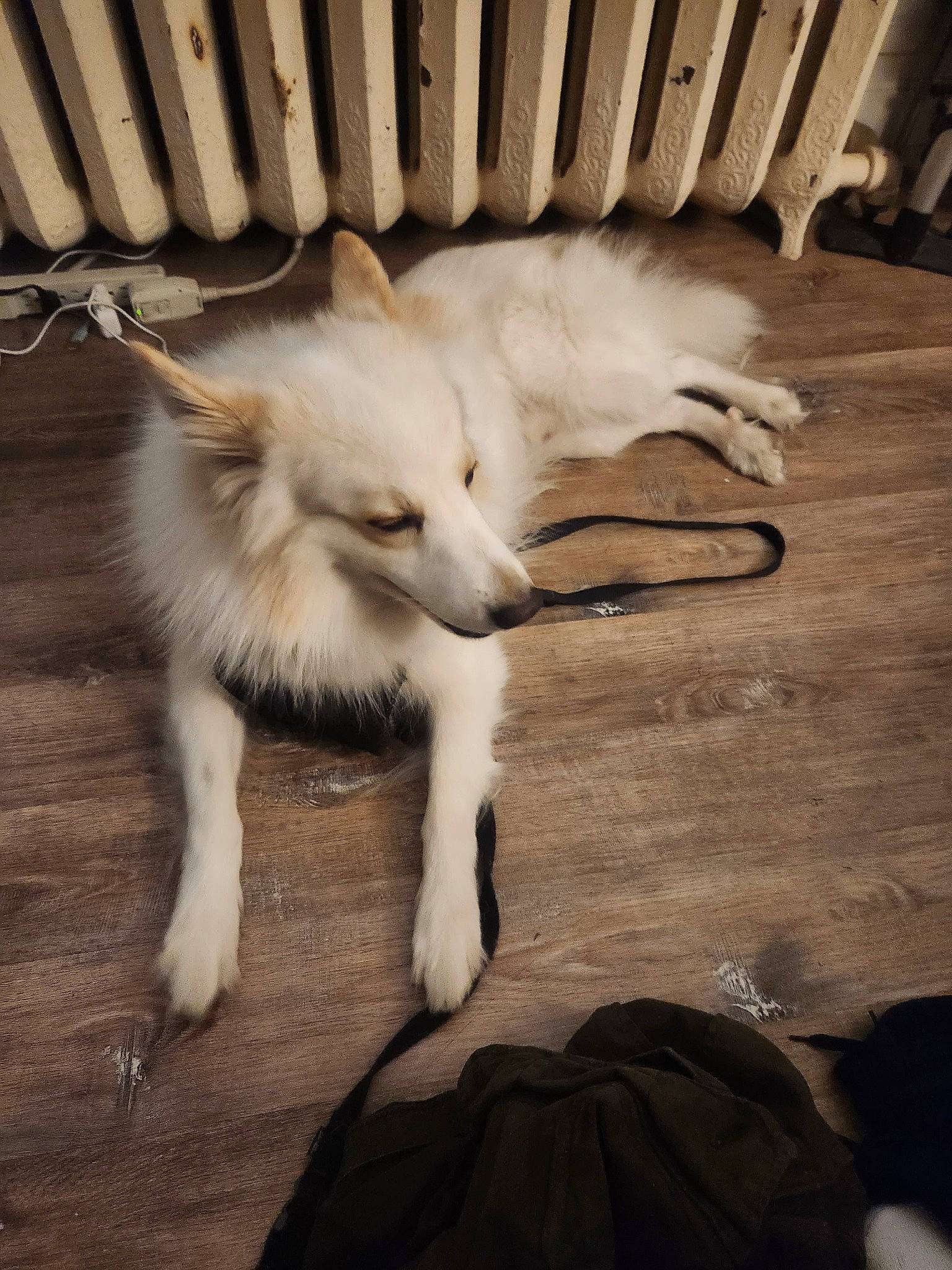 Marlo joined the competition — help win amazing prizes! ancient_dog_breeds, canidae, canis, carnivore, claw, companion_dog, dog, dog_breed, flooring, fur, hardwood, monochrome, monochrome_photography, non_sporting_group, paw, tail, terrestrial_animal, whiskers, wood, working_dog