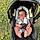 Brayan