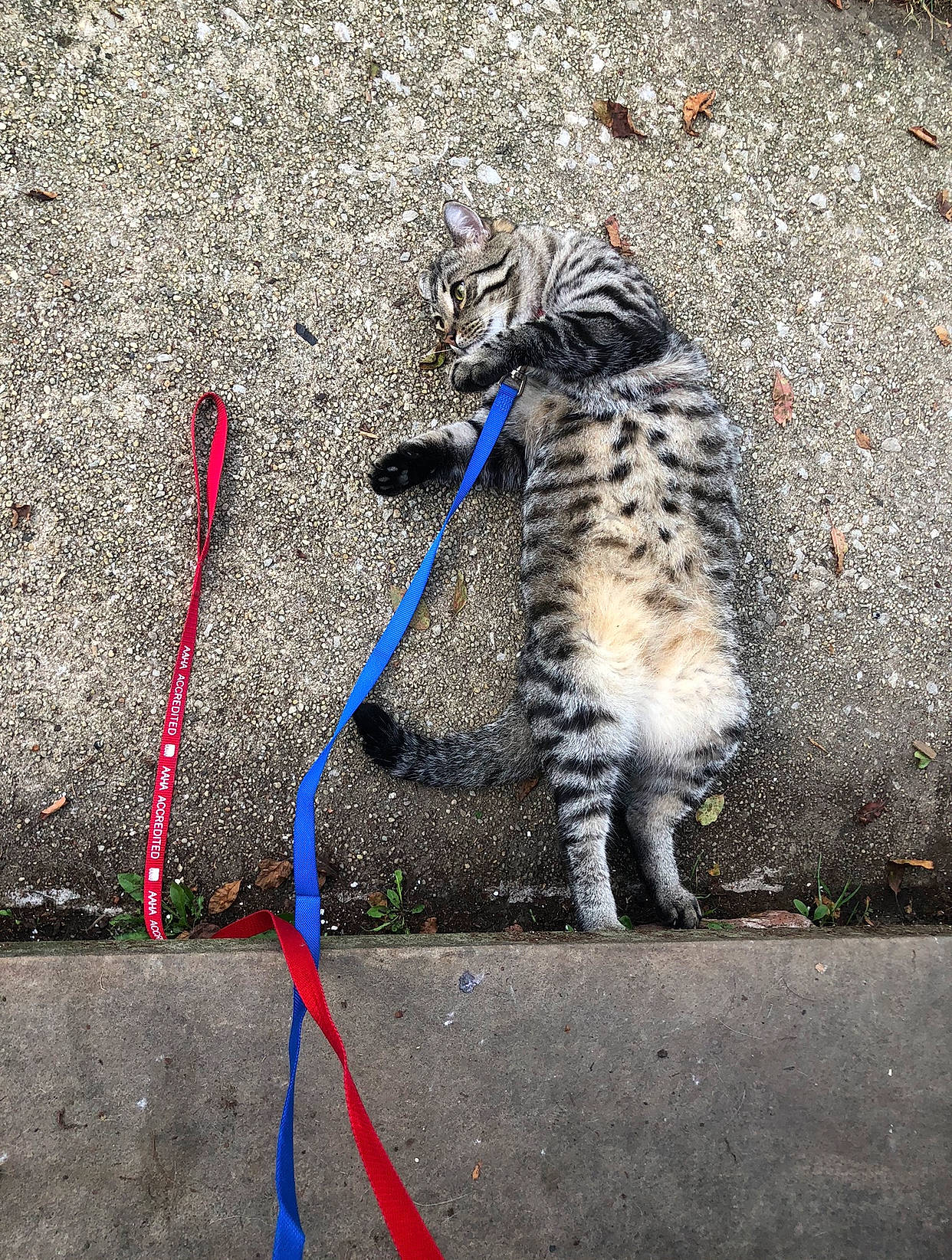 Noodle joined the competition — help win amazing prizes! art, asphalt, carnivore, cat, concrete, domestic_short_haired_cat, felidae, fur, grass, leash, road, road_surface, shadow, sidewalk, small_to_medium_sized_cats, snout, tail, terrestrial_animal, wall, whiskers