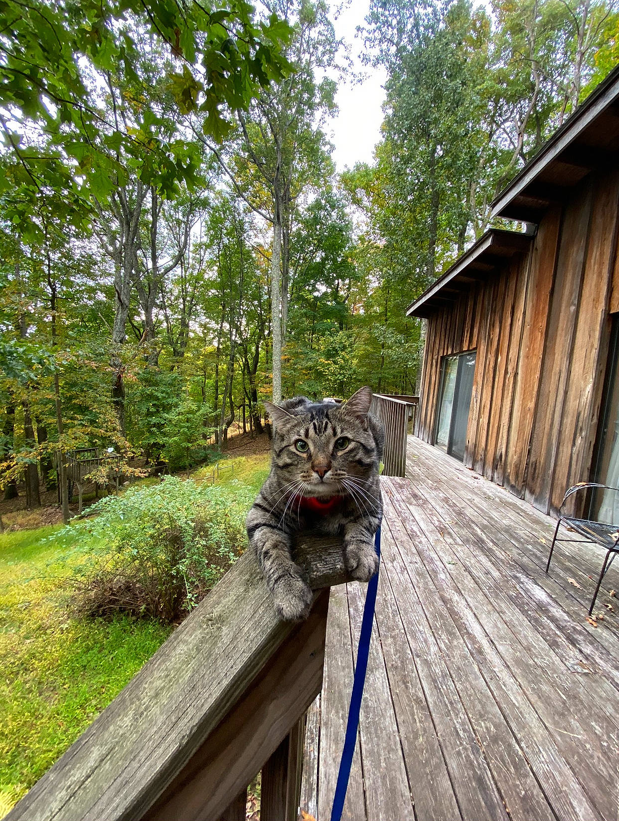Noodle is registered to the contest to win money with this photo: carnivore, cat, domestic_short_haired_cat, door, fawn, felidae, grass, house, landscape, leisure, plant, sky, small_to_medium_sized_cats, tail, terrestrial_animal, tree, trunk, whiskers, wildlife, wood