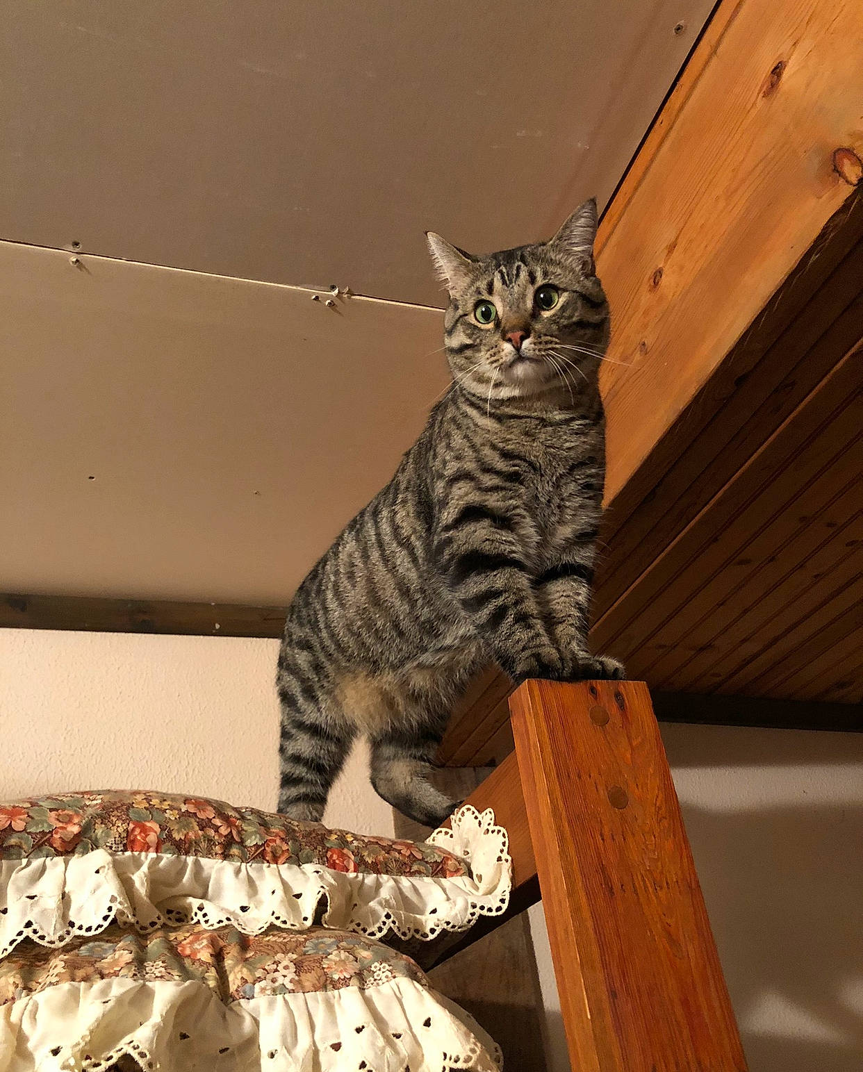 Noodle joined the competition — help win amazing prizes! carnivore, cat, domestic_short_haired_cat, felidae, fur, hardwood, pattern, paw, plywood, sitting, small_to_medium_sized_cats, snout, stairs, tail, terrestrial_animal, whiskers, wildlife, window, wood, wood_stain