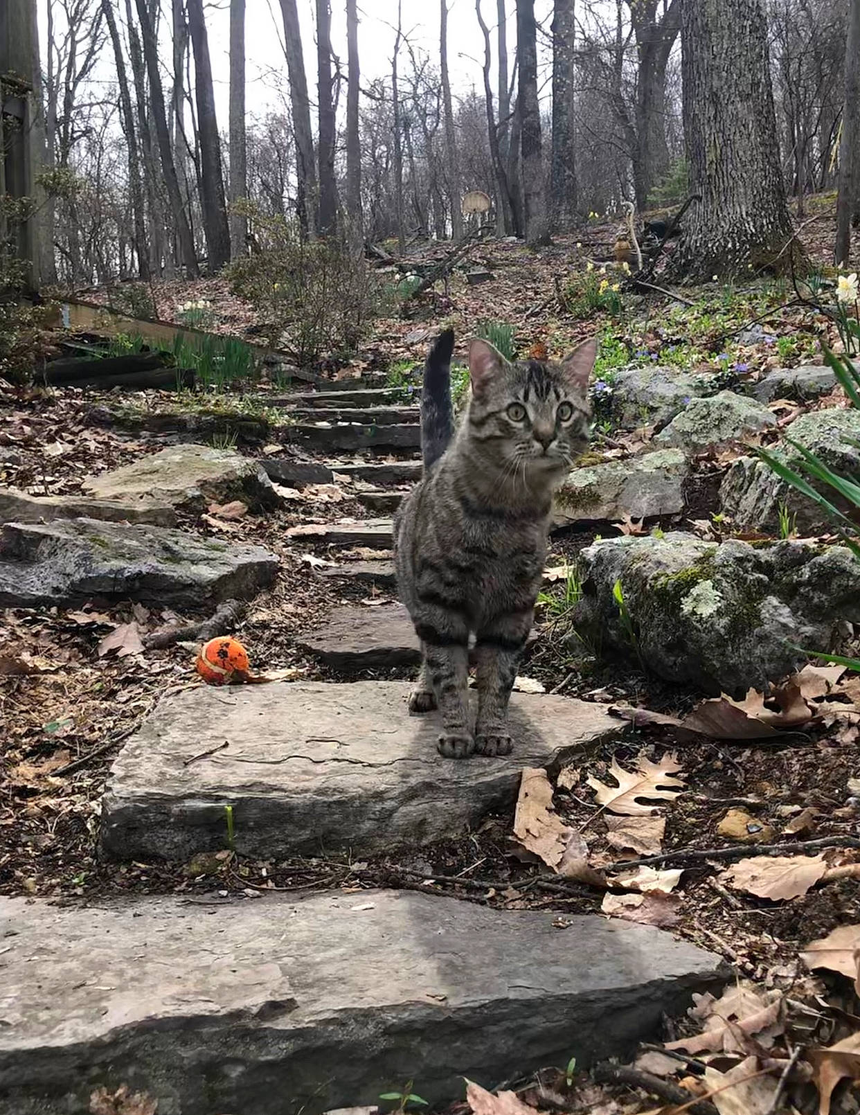 Noodle joined the competition — help win amazing prizes! bedrock, biome, carnivore, cat, felidae, forest, grass, groundcover, landscape, natural_landscape, plant, road_surface, small_to_medium_sized_cats, terrestrial_animal, tree, trunk, watercourse, whiskers, wood, woody_plant