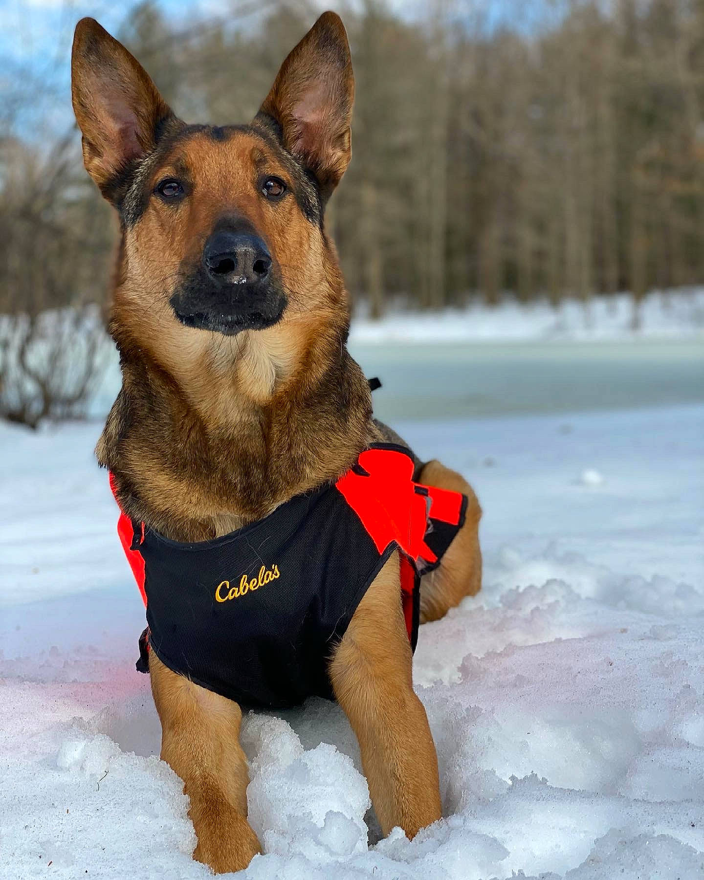 Riggs joined the competition — help win amazing prizes! canidae, carnivore, collar, companion_dog, dog, dog_breed, dog_clothes, dog_collar, dog_supply, fawn, fur, pet_supply, sky, snout, snow, sporting_group, terrestrial_animal, winter, working_animal, working_dog