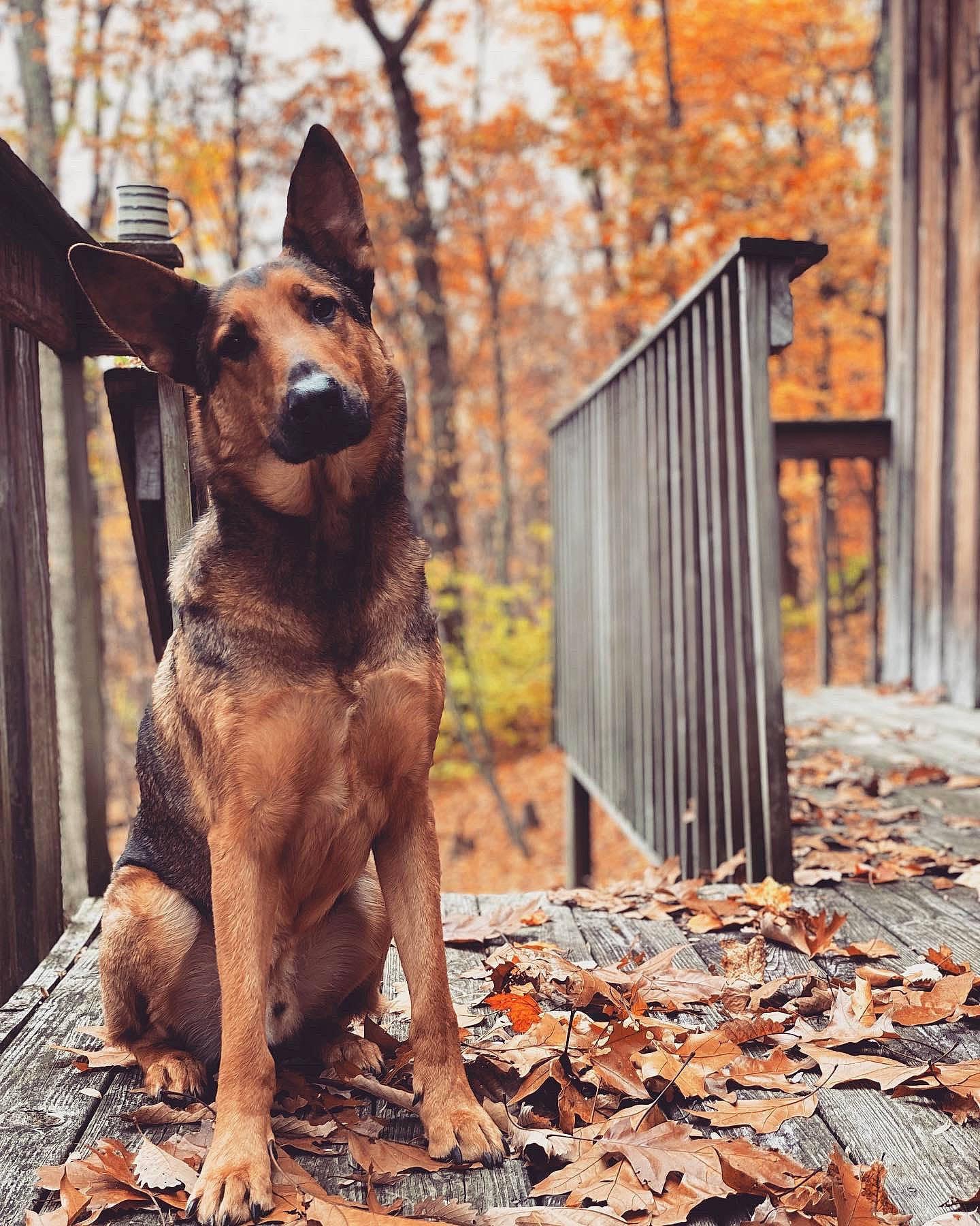 Riggs is registered to the contest to win money with this photo: canidae, carnivore, companion_dog, dog, dog_breed, fawn, fur, guard_dog, liver, metal, snout, sporting_group, street_dog, street_fashion, tail, terrestrial_animal, tree, trunk, wood, working_animal