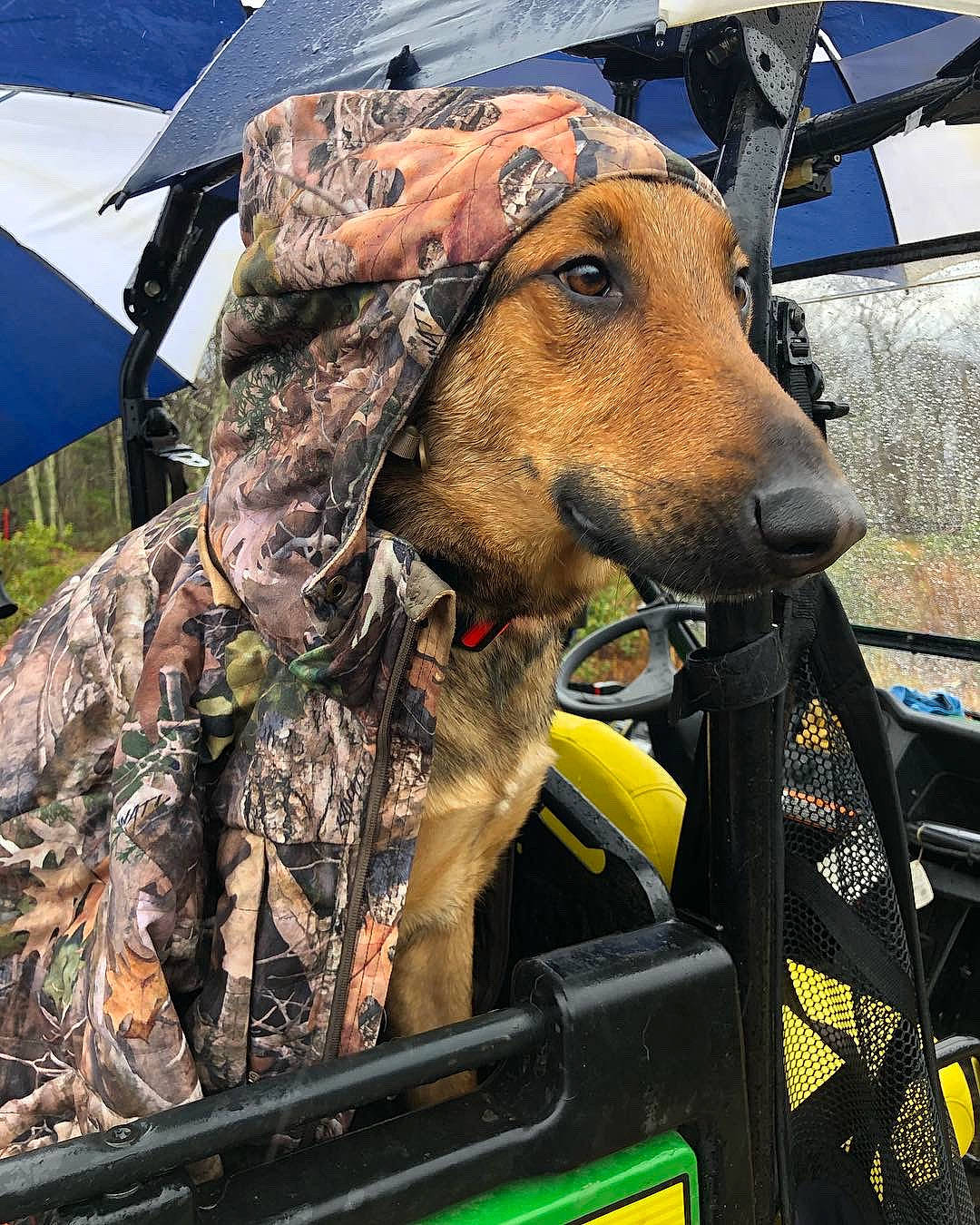 Riggs is registered to the contest to win money with this photo: automotive_exterior, camouflage, canidae, carnivore, collar, dog, dog_breed, dog_collar, fawn, hat, leash, military_camouflage, military_person, motor_vehicle, snout, sporting_group, tent, vehicle, vehicle_door, working_animal