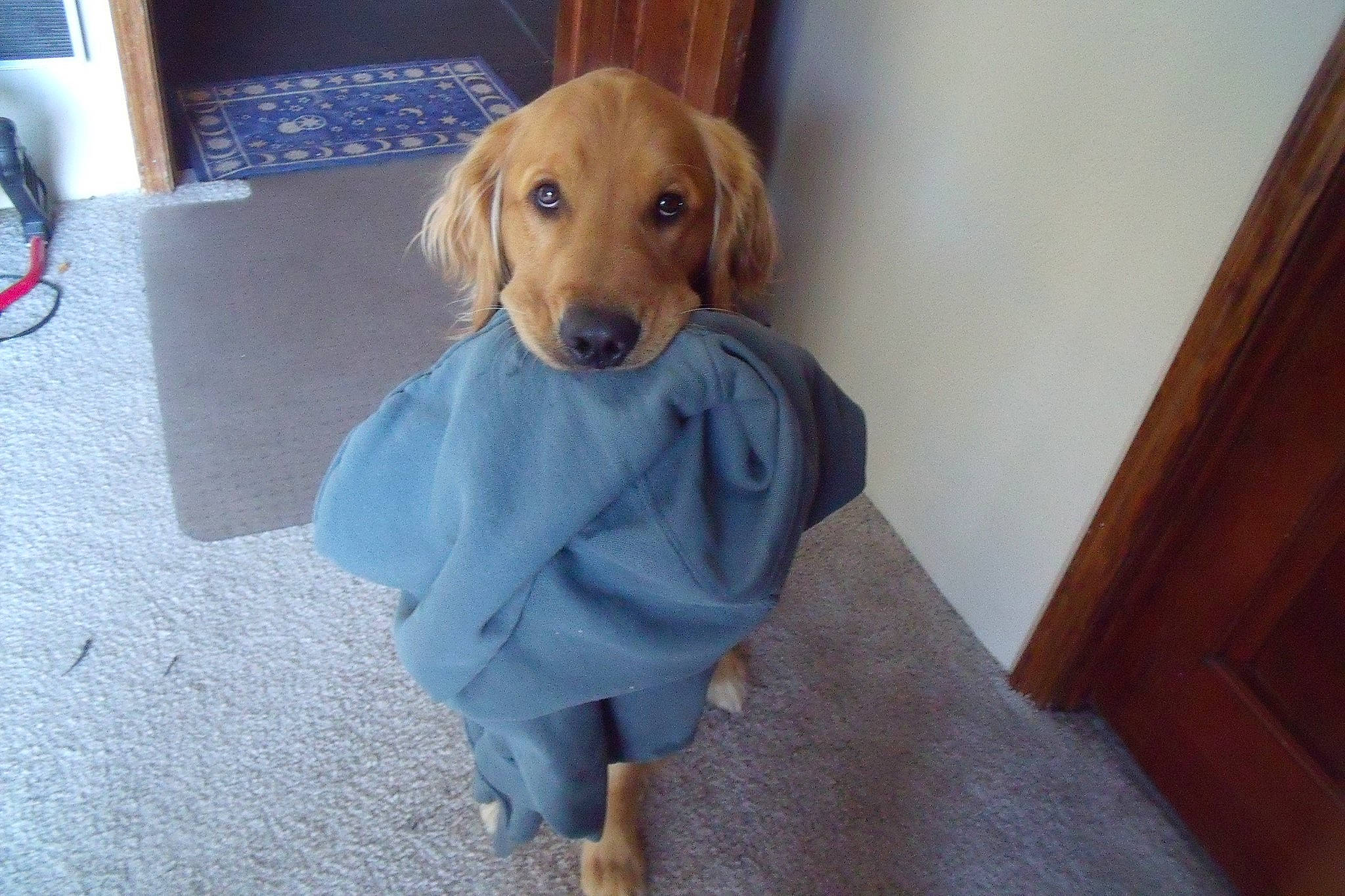 Benny is registered to the contest to win money with this photo: canidae, carnivore, collar, companion_dog, dog, dog_breed, dog_clothes, dog_collar, dog_supply, door, fawn, flooring, fur, hardwood, leash, pet_supply, snout, sporting_group, wood, working_animal