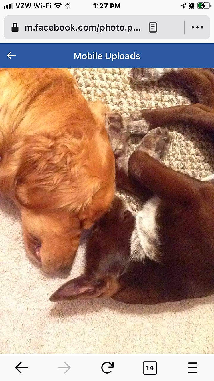 Benny joined the competition — help win amazing prizes! canidae, carnivore, companion_dog, dog, dog_breed, fawn, font, fur, liver, paw, photo_caption, puppy_love, retriever, screenshot, snout, sporting_group, tail, vertebrate, wood, working_animal