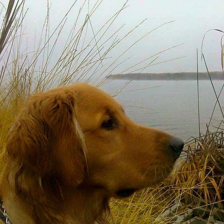 Benny joined the competition — help win amazing prizes! body_of_water, carnivore, companion_dog, dog, dog_breed, fawn, fur, golden_retriever, grass, gun_dog, lake, liver, plant, retriever, sky, snout, sporting_group, water, whiskers, working_animal