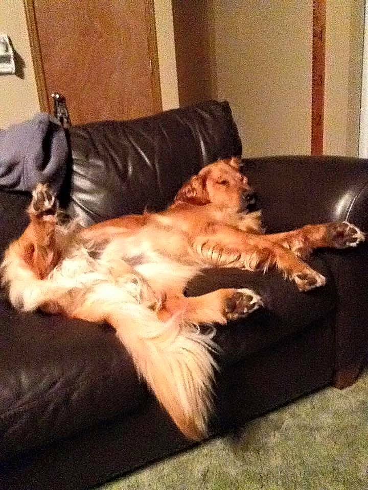 Benny is registered to the contest to win money with this photo: carnivore, comfort, companion_dog, couch, dog, dog_breed, fawn, felidae, flooring, fur, hardwood, lap, living_room, nap, paw, sitting, small_to_medium_sized_cats, sporting_group, tail, whiskers